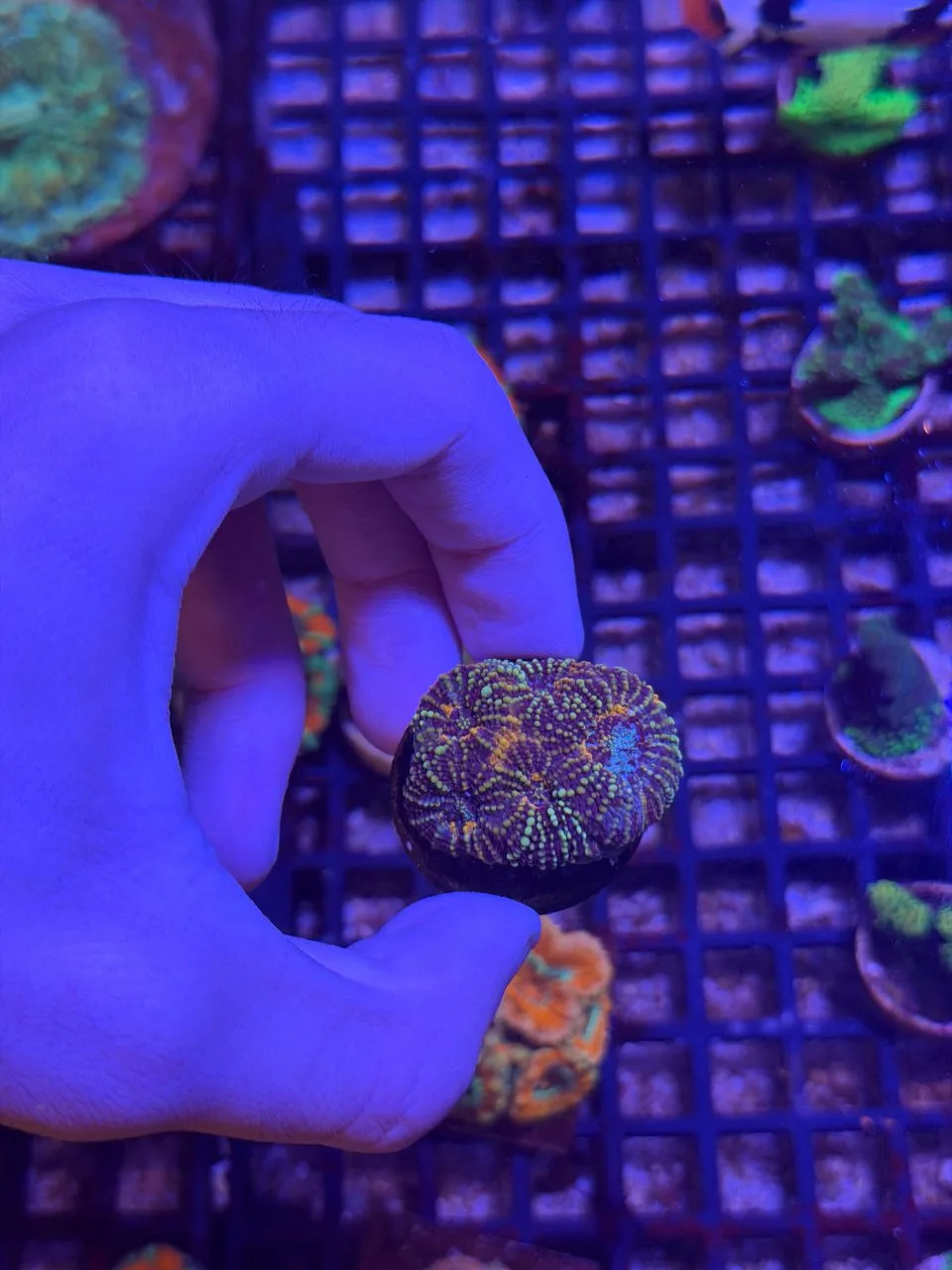 Acanthastrea lord