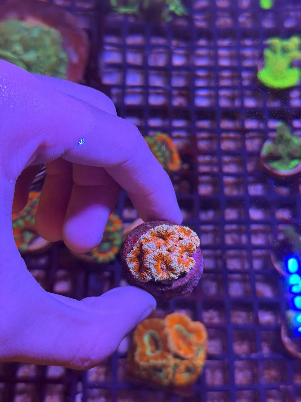 Acanthastrea