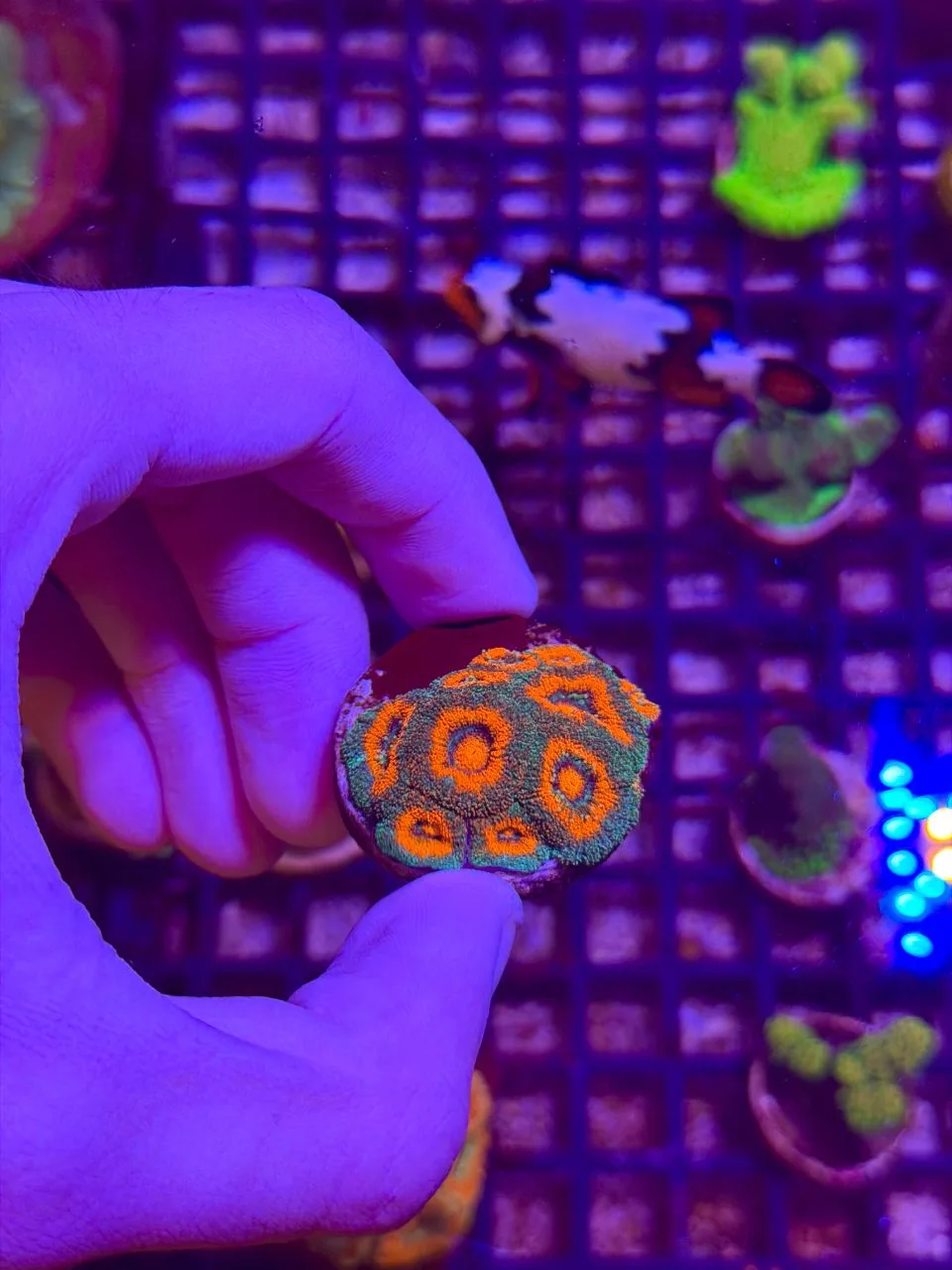 Acanthastrea