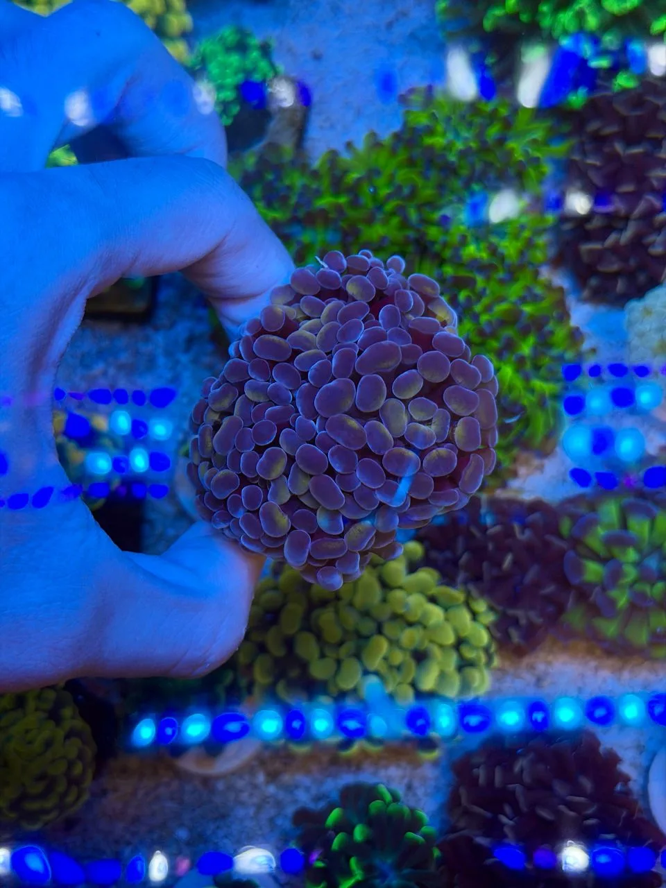 Hammer 3 bocas (sem ID)