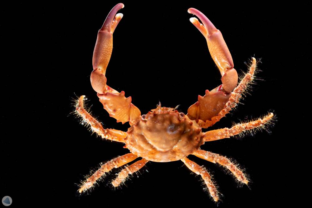 Mitrax (Caranguejo Mithrax)
