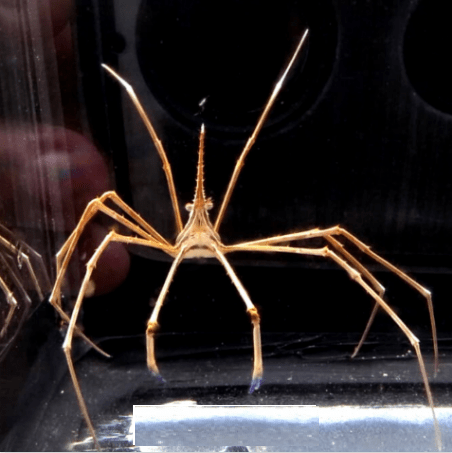Aranha