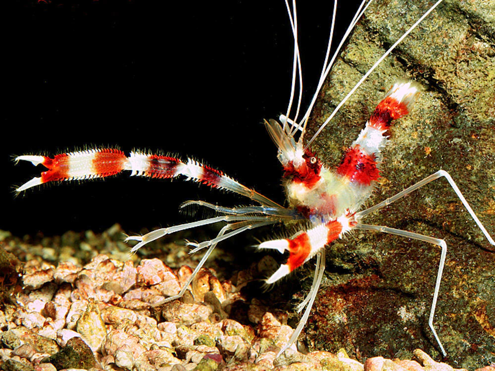 Camarão Stenopus