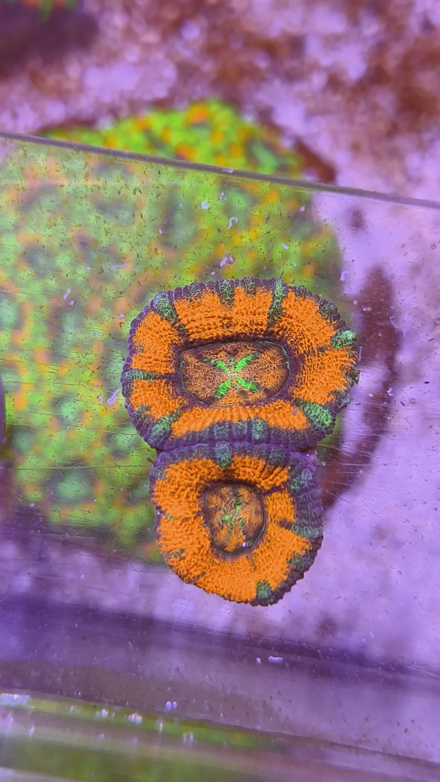 Acan lord red