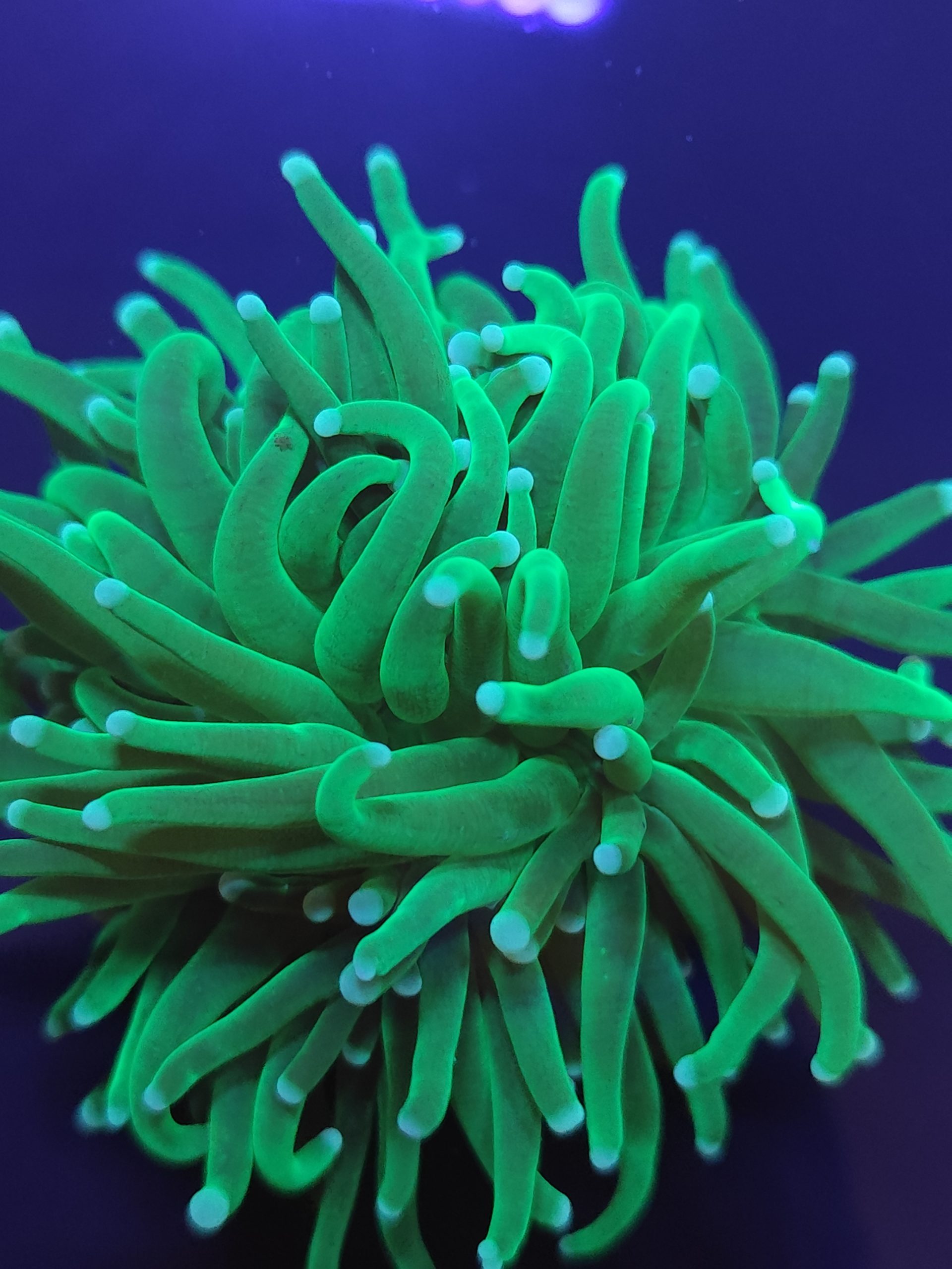 Torch Green