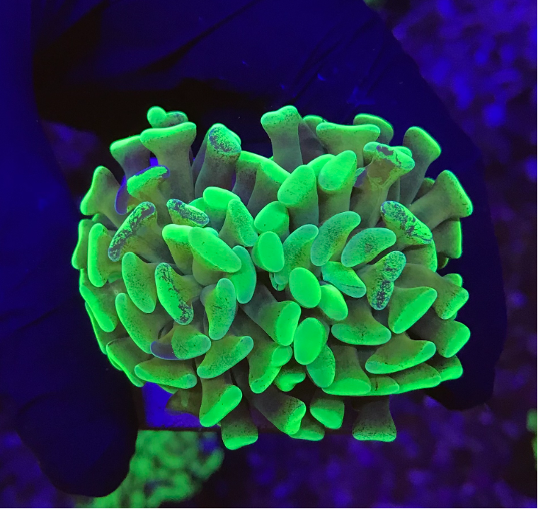 hammer green