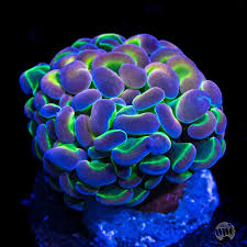 hammer jelly bean