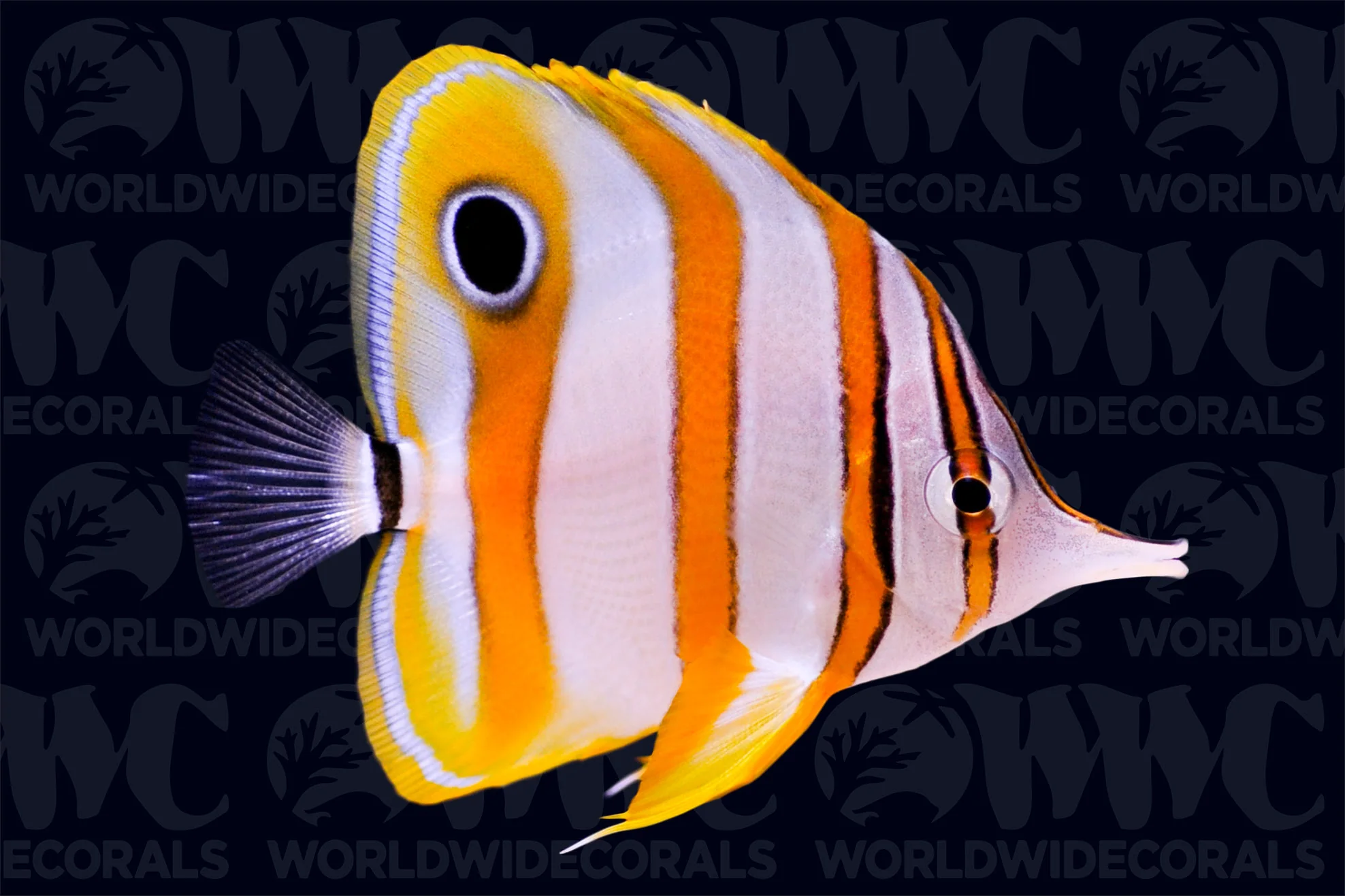 PEIXES