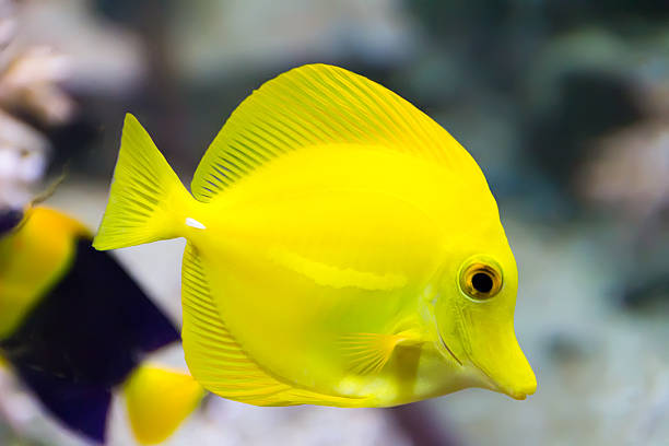 yelow tang (cativeiro)