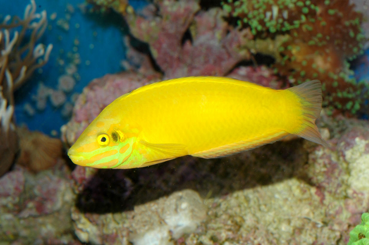 yelow coris