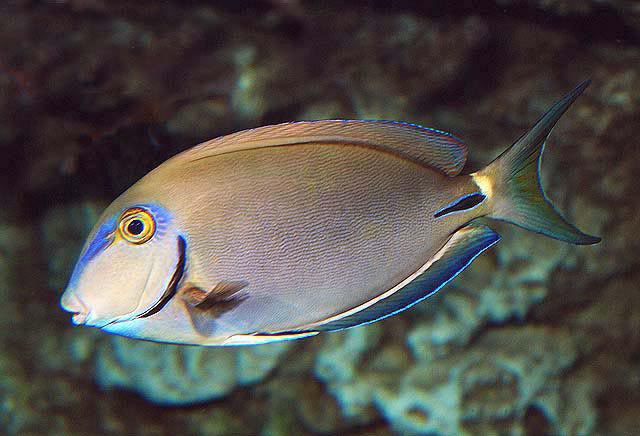 bahianos tang M