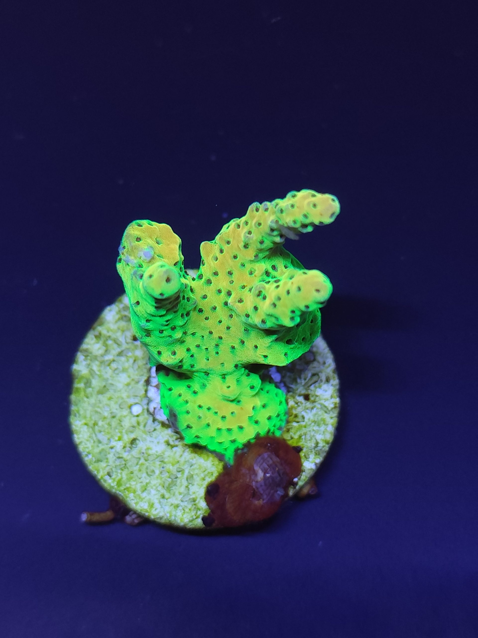 acropora 1