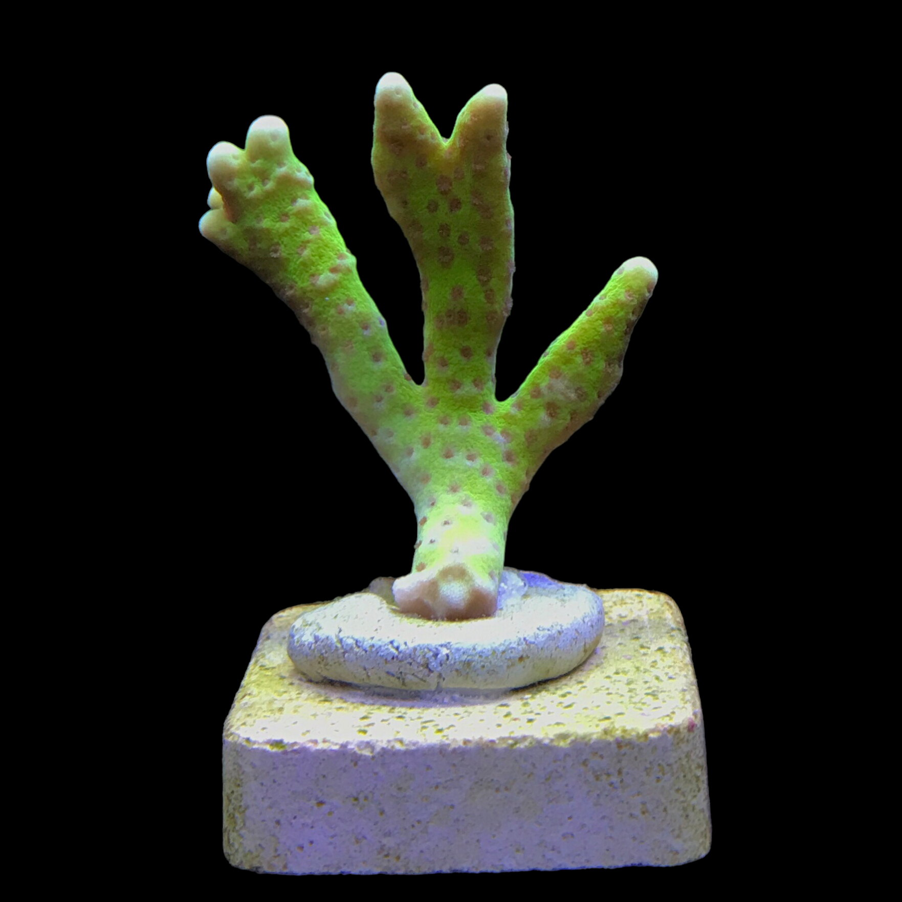 anacropora slime ball