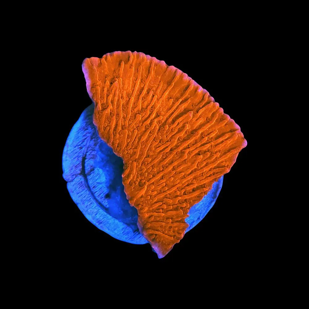 montipora red