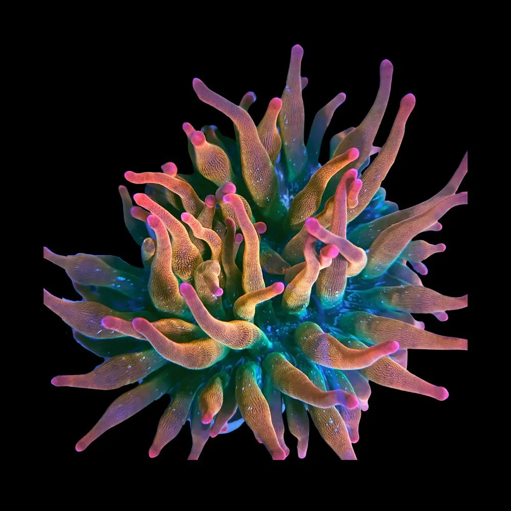 ANEMONAS