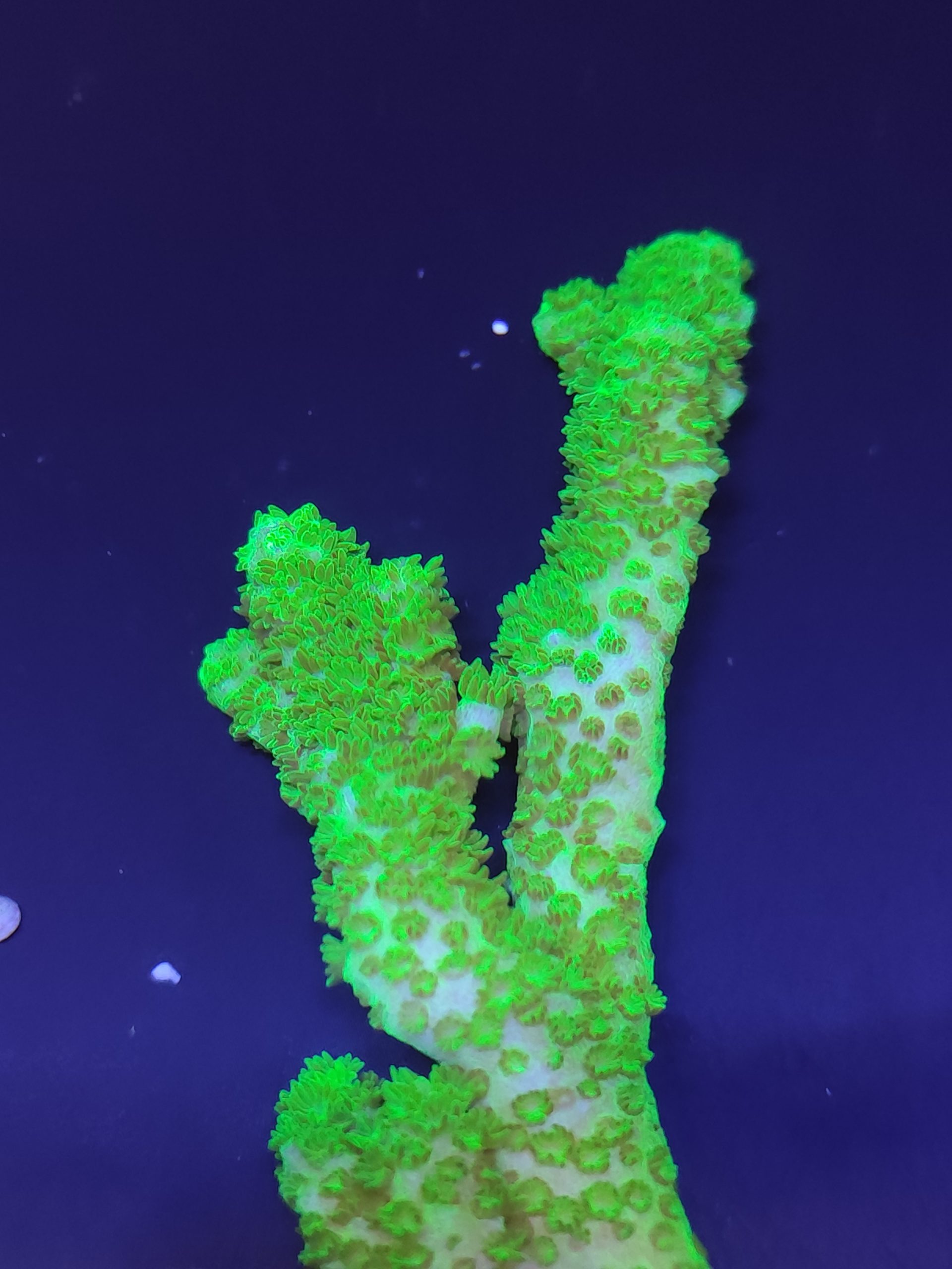 Acropora2