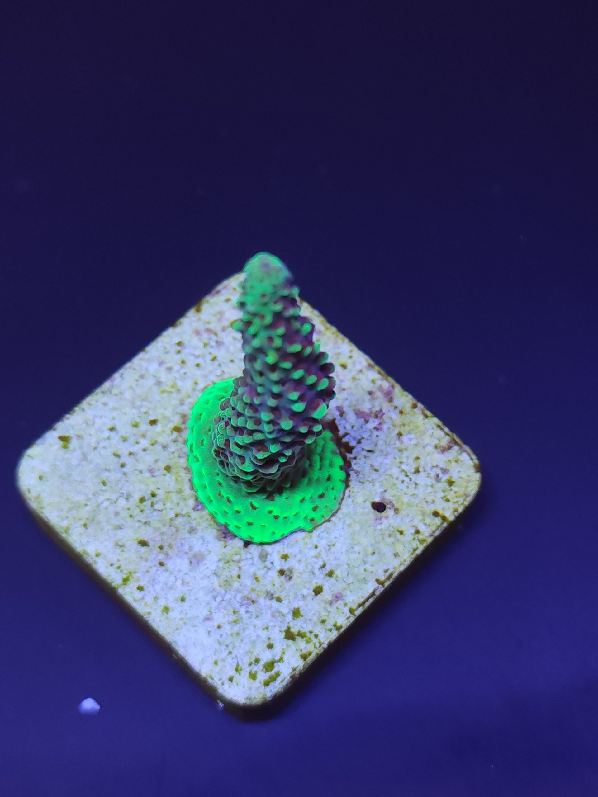 Acropora3