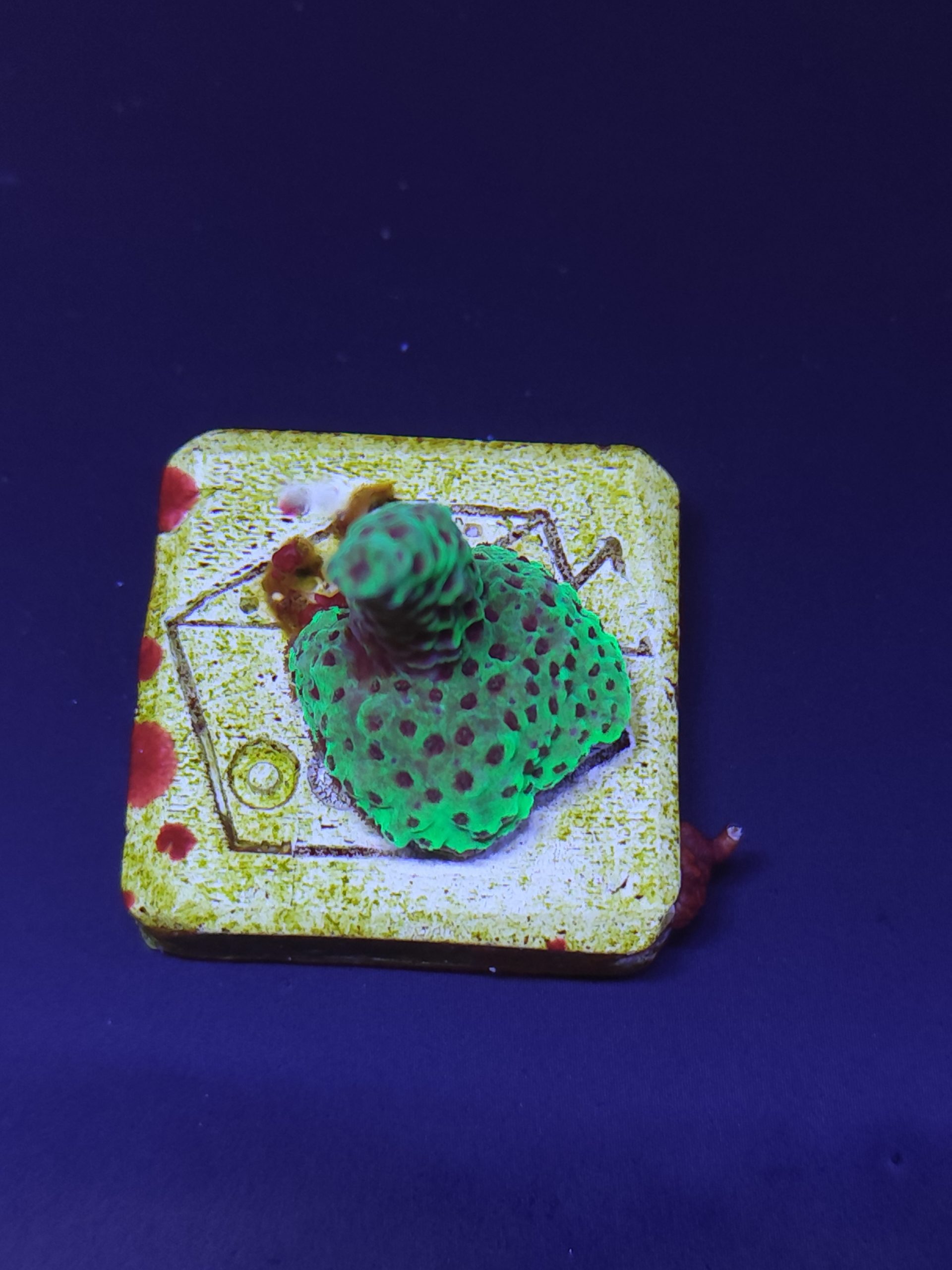 Acropora4