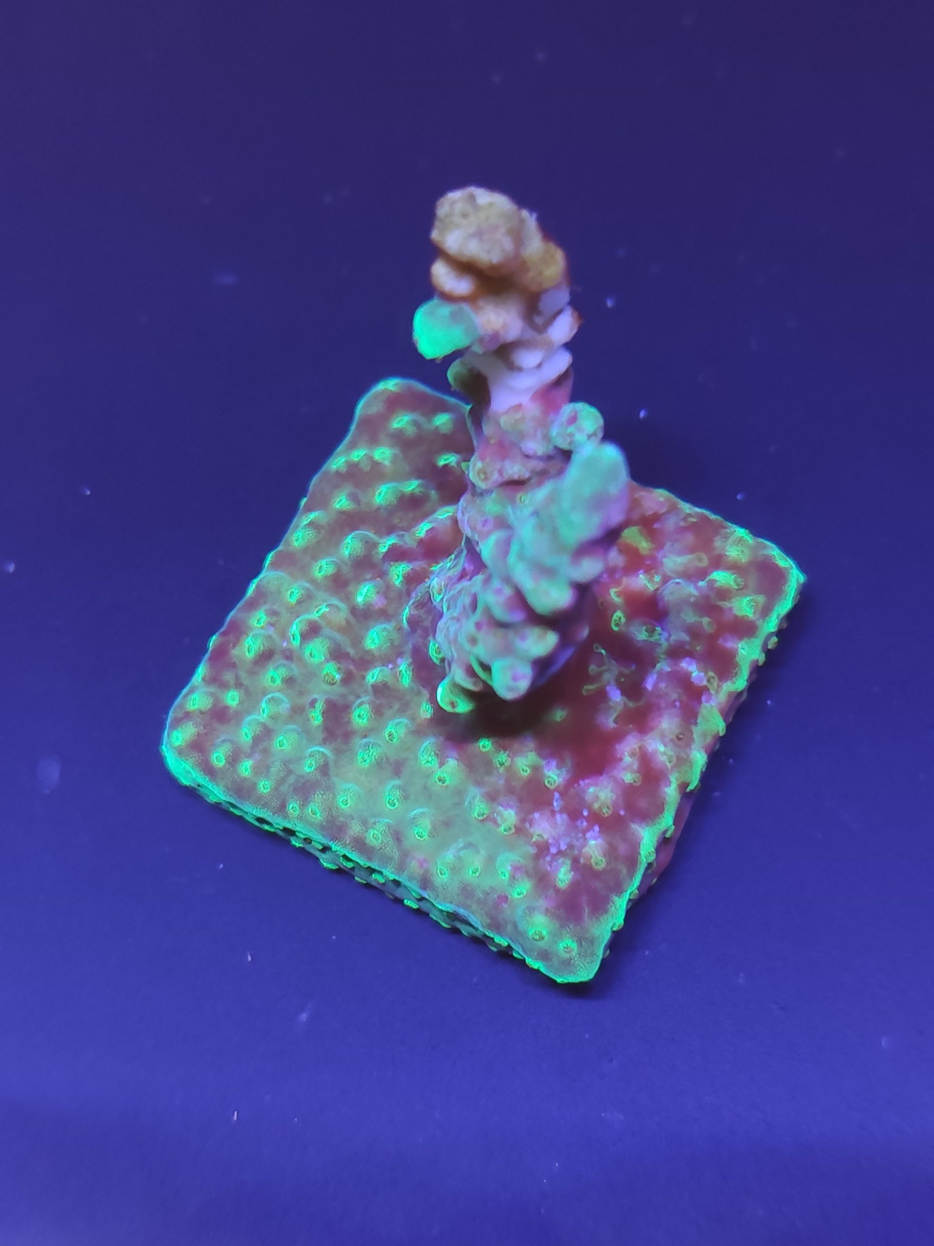 Acropora5