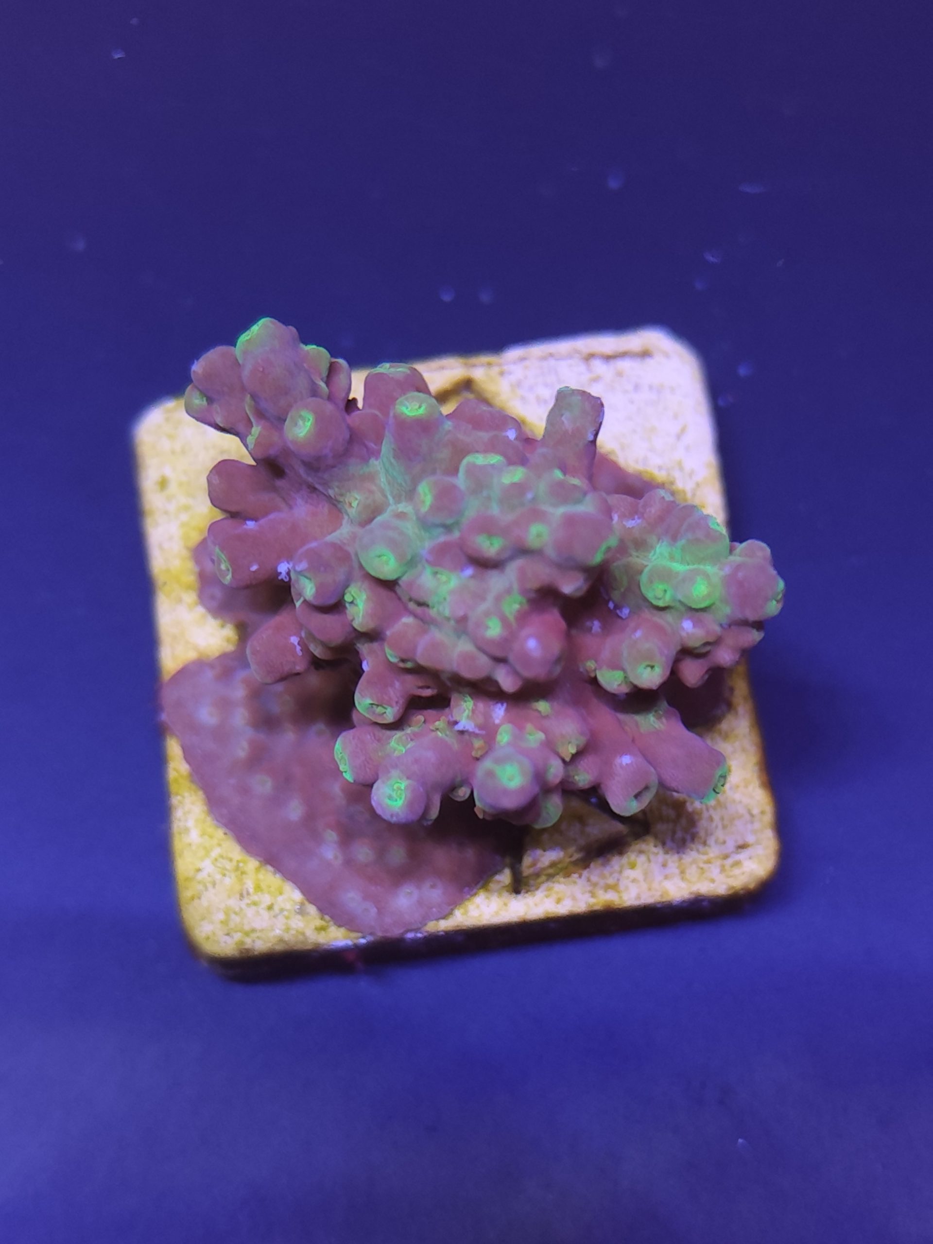 Acropora6