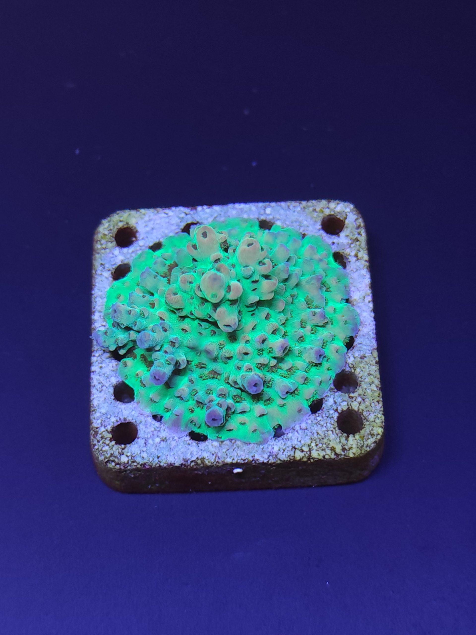 Acropora7
