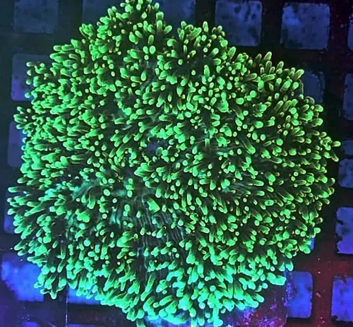 Mush green hair unid.