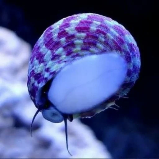 INVERTEBRADOS