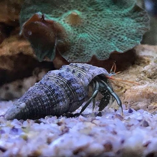 Mini Paguro – Invertebrado Limpador para Aquário Marinho
