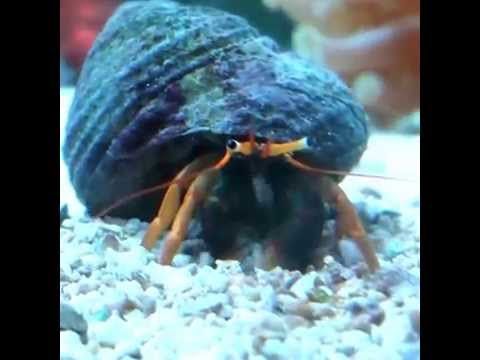 Paguro Pata Amarela – Limpador Natural para Aquário Marinho