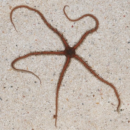 Ofiuro Marinho – Invertebrado Limpador para Aquário Reef