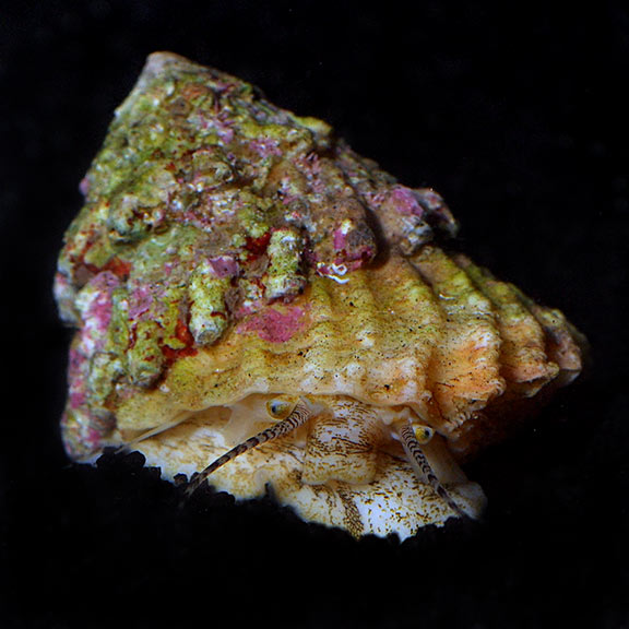 Turbo Astrea – Caracol Limpador Natural para Aquário Reef