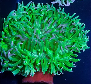 Anêmona Riteri Green Metallic – Beleza e Movimento no Reef