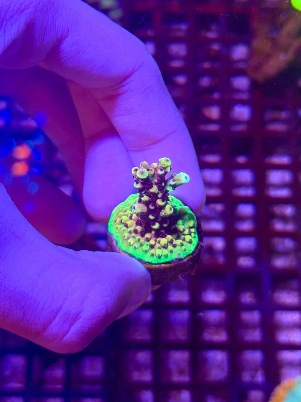 Acropora Selvagen 06